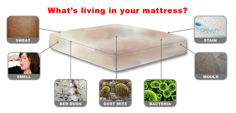 Bed bugs - mattress