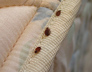 Bed bugs - mattress