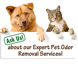 dog and cat urine CLEANING